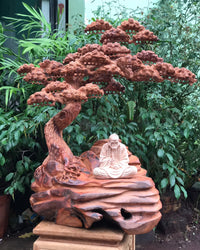 Tiểu Cảnh Bonsai Gốc Tùng Gỗ Hương