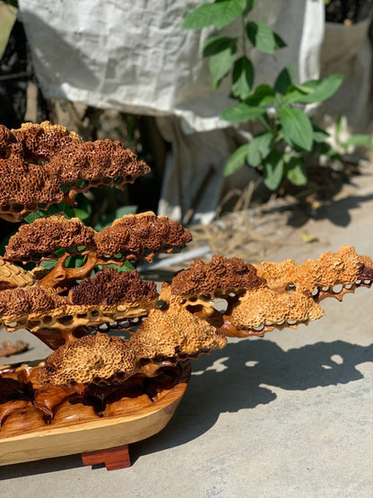 Tiểu Cảnh Gốc Tùng Gỗ Hương