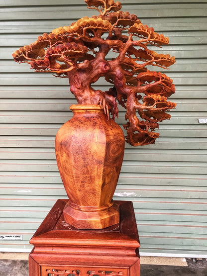 tác phẩm tiểu cảnh  Bình Tùng bonsai gỗ Nu Hương