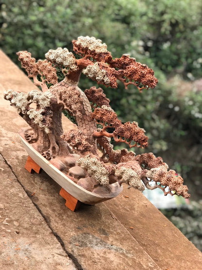 Tùng Bonsai Ngang 70