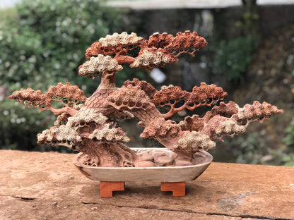 Tùng Bonsai Ngang 70