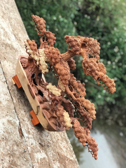 Tùng Bonsai Ngang 70