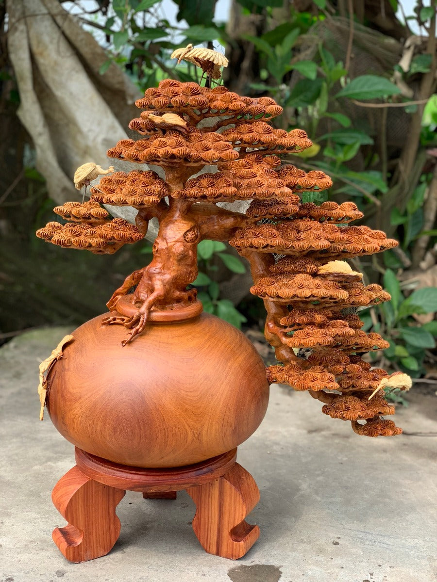 Bonsai Bình Tùng Tách Đổ Cao 71cm