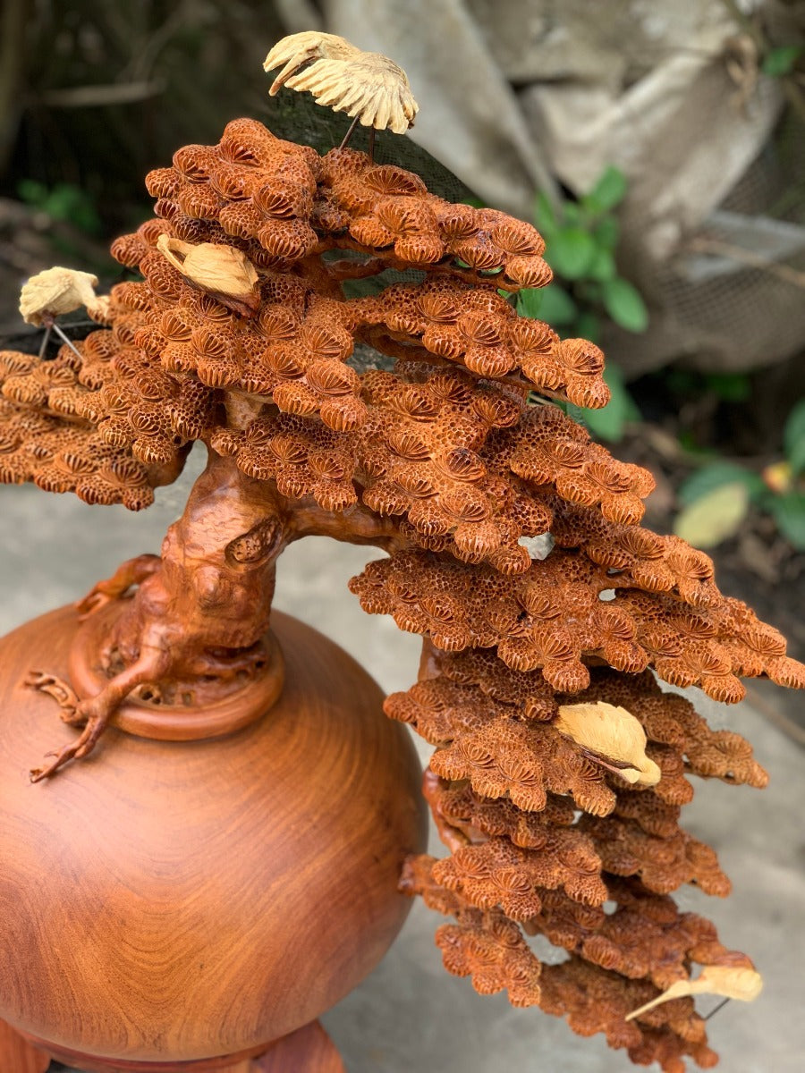 Bonsai Bình Tùng Tách Đổ Cao 71cm