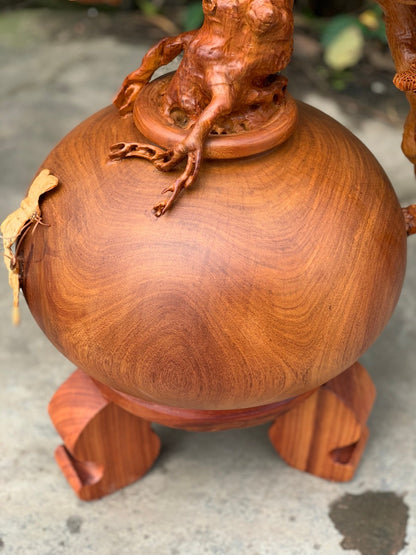Bonsai Bình Tùng Tách Đổ Cao 71cm