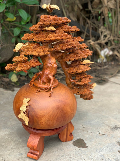 Bonsai Bình Tùng Tách Đổ Cao 71cm