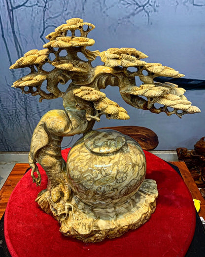 Bình Tùng Bonsai Nu Ngọc Nghiến