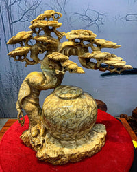 Bình Tùng Bonsai Nu Ngọc Nghiến
