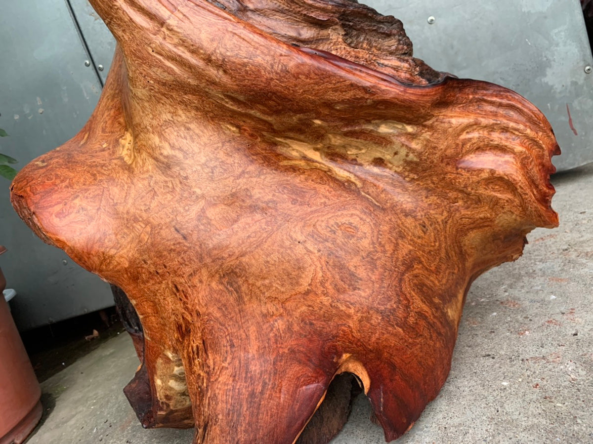 Diện Cụ Thọ Tiên - Gỗ Hương Ta Liền Khối Siêu Vân Cao 90cm