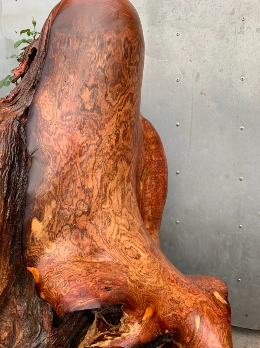 Diện Cụ Thọ Tiên - Gỗ Hương Ta Liền Khối Siêu Vân Cao 90cm